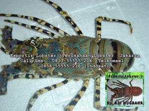 Exportir lobster di jakarta_Pembeli Lobster di Jakarta_Kalimantan_Sulawesi_Harga Lobster di Riau_supplier seafood_supplier lobster _perusahaan exportir_lobster air _gambar_loBster_exportir ikan_daftar_exportir